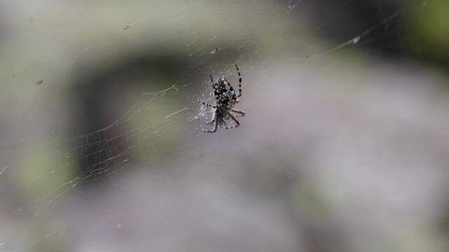 Large spider web on grass close up