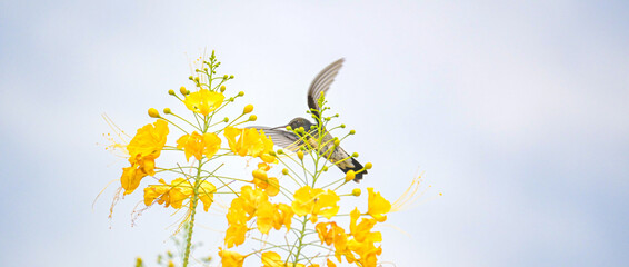 Beautiful hummingbird, a beautiful hummingbird in its ballet, collecting nectar from the beautiful flowers of Brazil, selective focus. © Milton Buzon