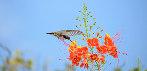 Beautiful hummingbird, a beautiful hummingbird in its ballet, collecting nectar from the beautiful flowers of Brazil, selective focus. © Milton Buzon