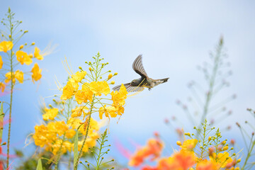 Beautiful hummingbird, a beautiful hummingbird in its ballet, collecting nectar from the beautiful flowers of Brazil, selective focus. © Milton Buzon