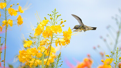 Beautiful hummingbird, a beautiful hummingbird in its ballet, collecting nectar from the beautiful...