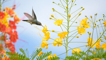 Beautiful hummingbird, a beautiful hummingbird in its ballet, collecting nectar from the beautiful flowers of Brazil, selective focus. © Milton Buzon