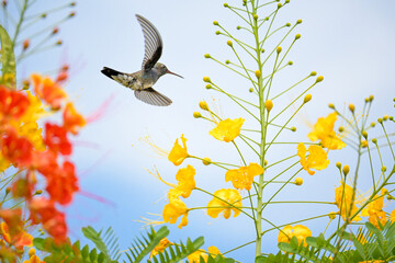 Beautiful hummingbird, a beautiful hummingbird in its ballet, collecting nectar from the beautiful flowers of Brazil, selective focus. © Milton Buzon