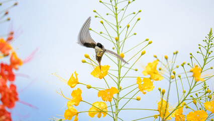 Beautiful hummingbird, a beautiful hummingbird in its ballet, collecting nectar from the beautiful flowers of Brazil, selective focus. © Milton Buzon