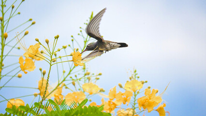Beautiful hummingbird, a beautiful hummingbird in its ballet, collecting nectar from the beautiful flowers of Brazil, selective focus. © Milton Buzon