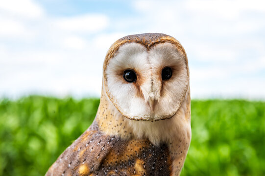Western barn owl