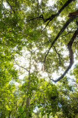 Obraz premium Small forest, a beautiful but small area of ​​forest in a city in Minas Gerais, Brazil, selective focus.