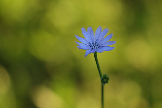 fiore di cicoria in estate al tramonto