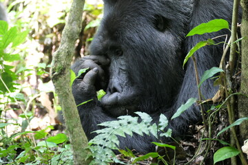 Fototapeta premium Gorilla trekking in Bwindi Impenetrable National Park (Uganda)