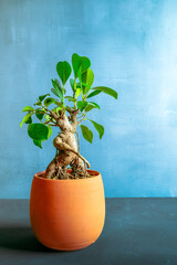 A small ficus ginseng bonsai in a clay pot sits on a concrete floor, against a light blue wall