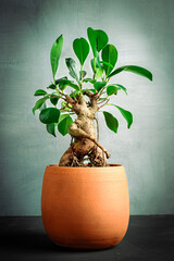 A small ficus ginseng bonsai in a clay pot sits on a concrete floor, against a light green wall