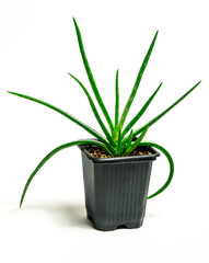 A small aloe vera plant in a plastic greenhouse pot, isolated on a white background