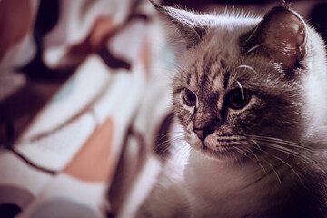 High contrast portrait of a siamese kitten on bed