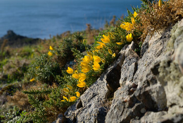 Magnifique paysage de mer à Trébeurden en Bretagne- France