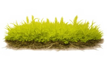 Green grass growing on a cross-section of soil, revealing visible roots underground, isolated on a transparent background illustrating growth and foundation
