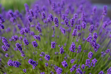 field of lavender flowers