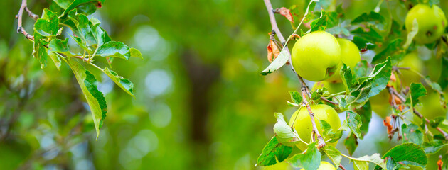 Harvest of apples on a plantation in the garden. Fruit trees with apples. Ripe fruits on the branches of a tree. Gardening in agriculture.