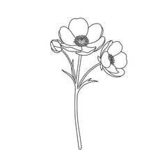 Snow Buttercup Vector Illustration | Alpine Wildflower Botanical Artwork | Mountain Flora Design