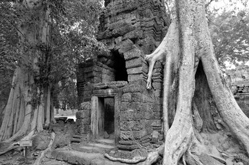  Crocodile Tree in Ta Prohm Temple (tree temple) in Angkor Wat complex in Cambodia where Laura Croft in Tomb Raider was shot. A Buddhist temple built in the 12th century. © Daniel Meunier