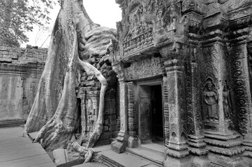  Crocodile Tree in Ta Prohm Temple (tree temple) in Angkor Wat complex in Cambodia where Laura Croft in Tomb Raider was shot. A Buddhist temple built in the 12th century. © Daniel Meunier
