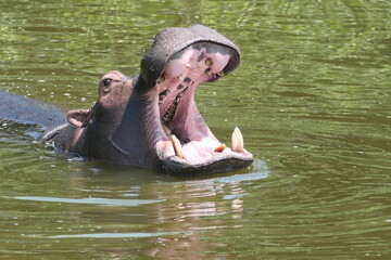 Fototapeta premium Yawning hippo in Uganda