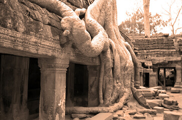  Crocodile Tree in Ta Prohm Temple (tree temple) in Angkor Wat complex in Cambodia where Laura Croft in Tomb Raider was shot. A Buddhist temple built in the 12th century. © Daniel Meunier