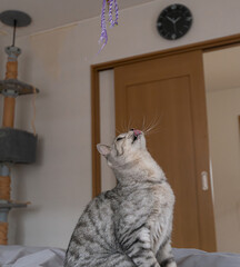 おもちゃで遊ぶ可愛い猫　サバトラ猫	