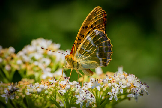 butterfly on a flower