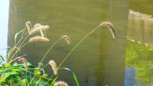 Green bristlegrass, which is called foxtail. autumn atmosphere with it