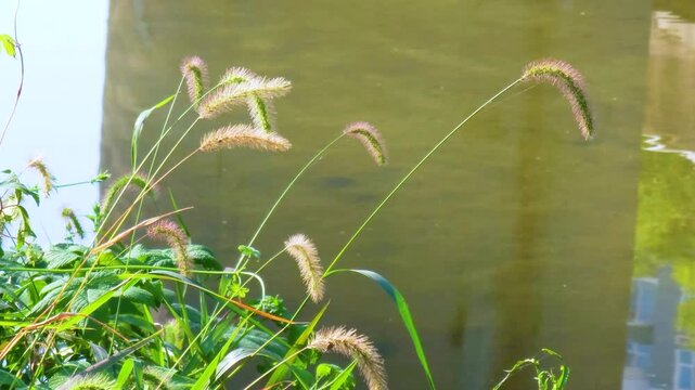 Green bristlegrass, which is called foxtail. autumn atmosphere with it