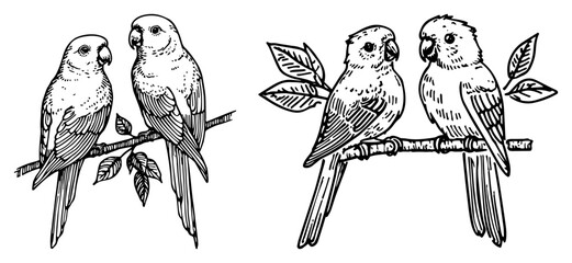 Cute parrot lovebirds sitting on branch together, tropical pet bird couple sketch vector illustration © JakubVectorSketch