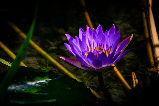 purple water lily