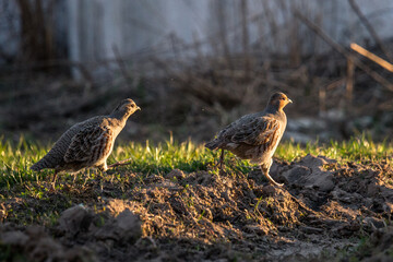 Gray partridge (Perdix perdix)