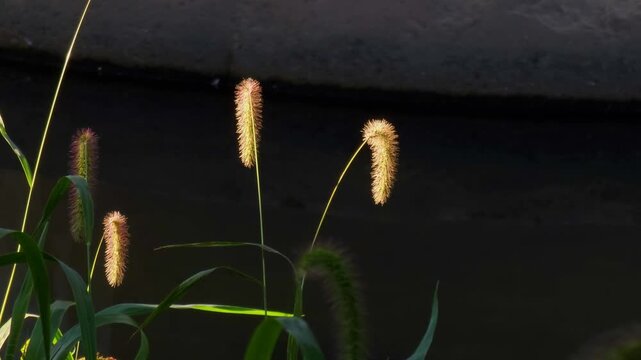 Green bristlegrass, which is called foxtail. autumn atmosphere with it