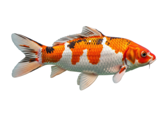 A vibrant, healthy koi fish with iridescent orange, red, and white scales and fanned fins, perfectly poised on a seamless transparent studio background, concept of natural beauty and vitality