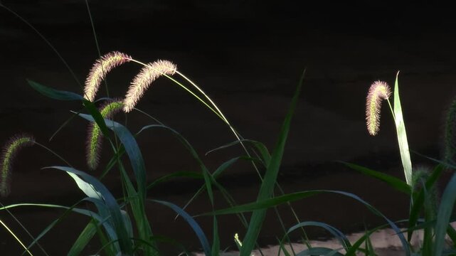 Green bristlegrass, which is called foxtail. autumn atmosphere with it