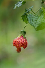 Abutilon pictum