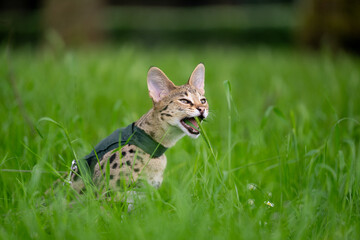Savannah F1 Kitten outdoors eating Grass in a field, the cat is wearing a harness and chewing contentedly on a blade of grass.