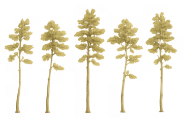 Golden pine trees set on transparent background, christmas luxury, festive winter holiday decoration element