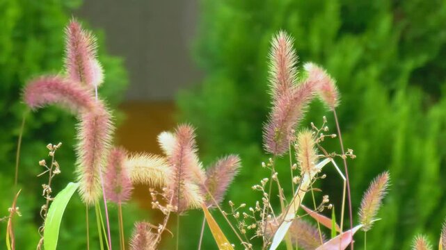 Green bristlegrass, which is called foxtail. autumn atmosphere with it