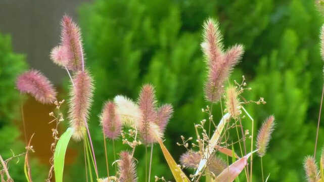 Green bristlegrass, which is called foxtail. autumn atmosphere with it