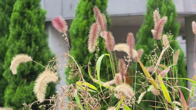 Green bristlegrass, which is called foxtail. autumn atmosphere with it