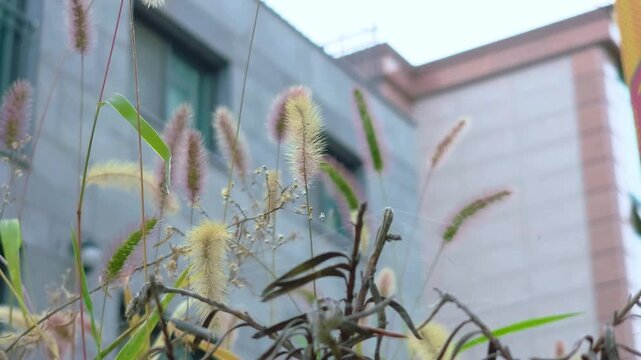 Green bristlegrass, which is called foxtail. autumn atmosphere with it