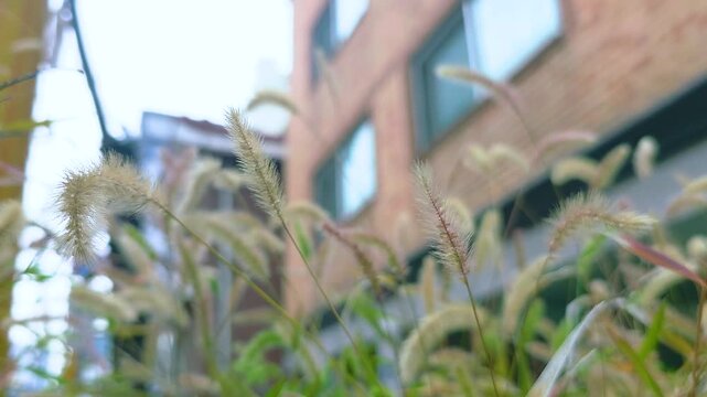 Green bristlegrass, which is called foxtail. autumn atmosphere with it