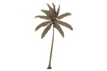 Dried palm tree with pampas grass branches arranging a bohemian or tropical floral concept, with transparent background