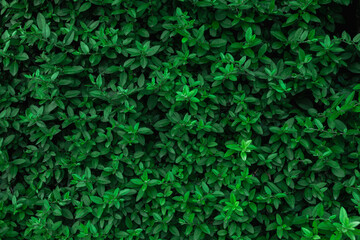 Full frame of dense green hedge leaves. Natural foliage back