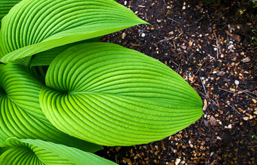 Bright green hosta leaf closeup
