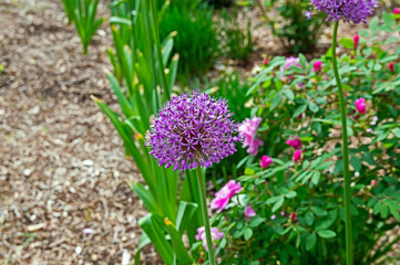 Purple allium dominates the scene