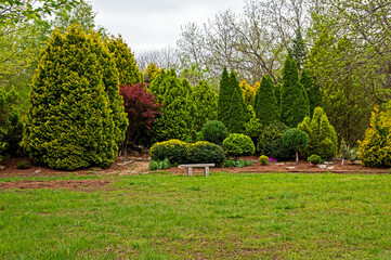 Peaceful green cedar tree grove