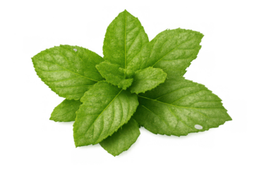 Fresh green mint leaves sprig over transparent background, cooking herb, healthy organic spice for drinks